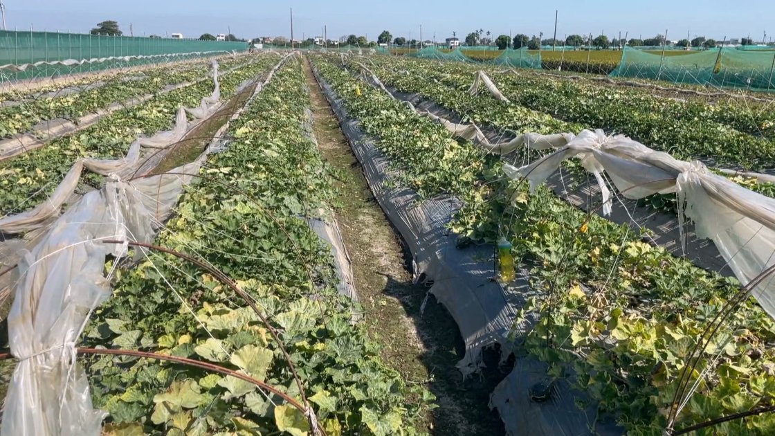 雲林颱風農損逾1.2億 大蒜、落花生受損逾400公頃