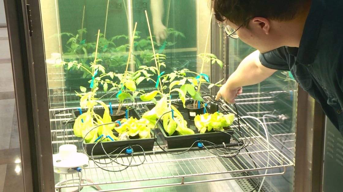 中興大學研究智慧型溫室 過濾生長所需光線精準照顧作物 ｜ 公視新聞 PNN