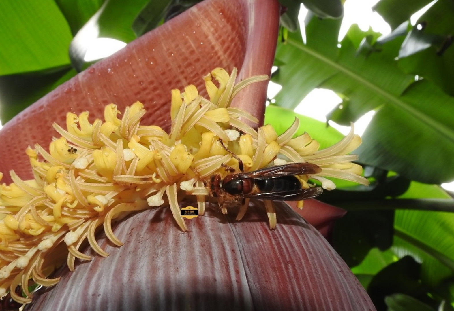 觀點/被虎頭蜂叮到怎麼辦?如何避免蜂螫與蜂螫後處理| 公視新聞網PNN