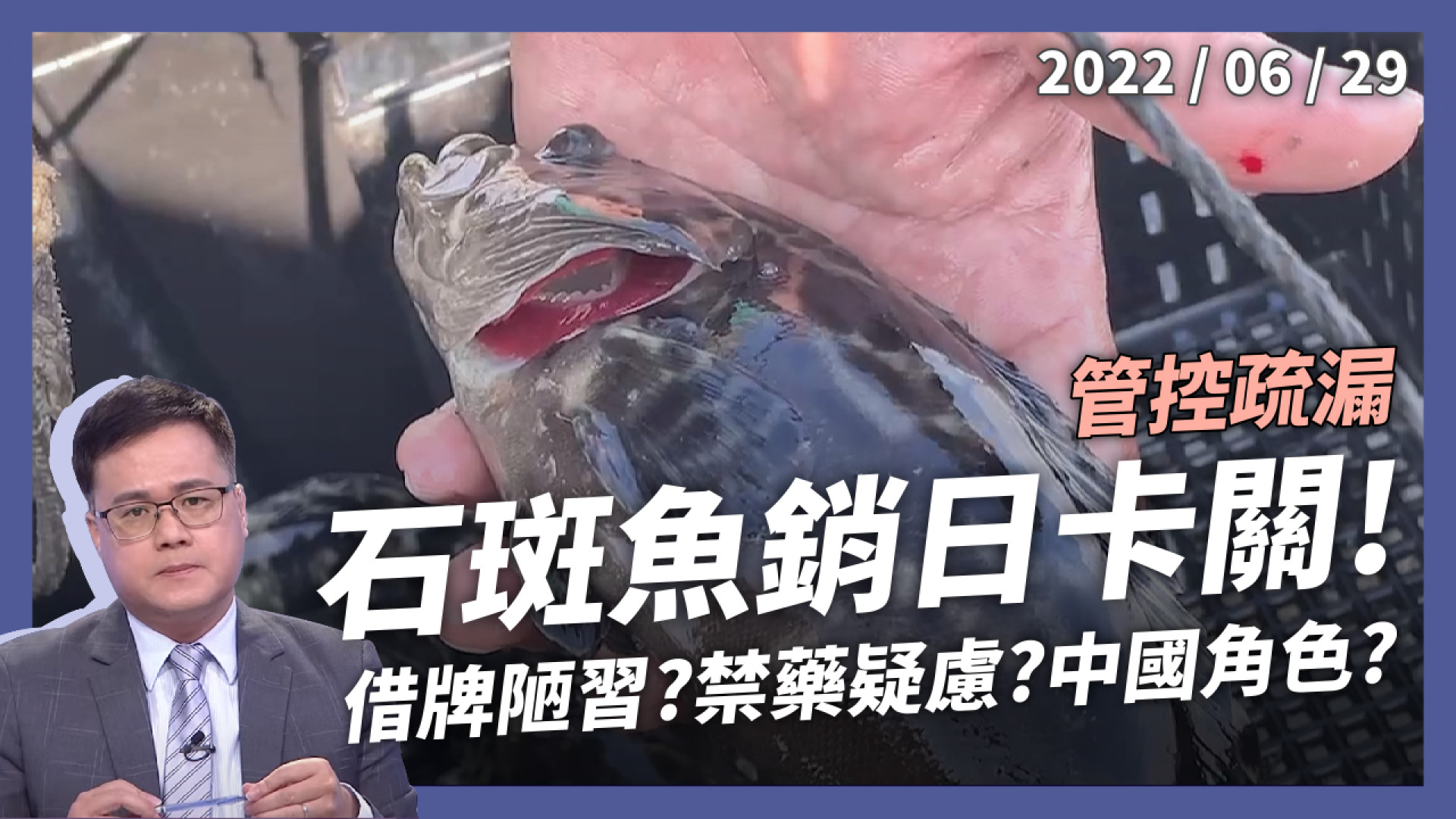 石斑魚銷日卡關！品管行銷得加強！借牌陋習？禁藥疑慮？中國禁令蠻橫 台灣控管疏漏！