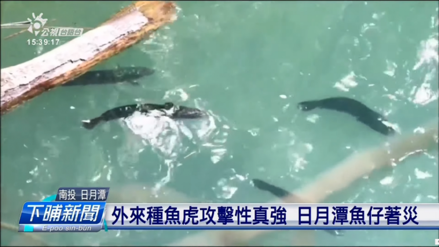 日月潭魚虎數量增加攻擊本土魚 破壞生態 公視新聞網pnn