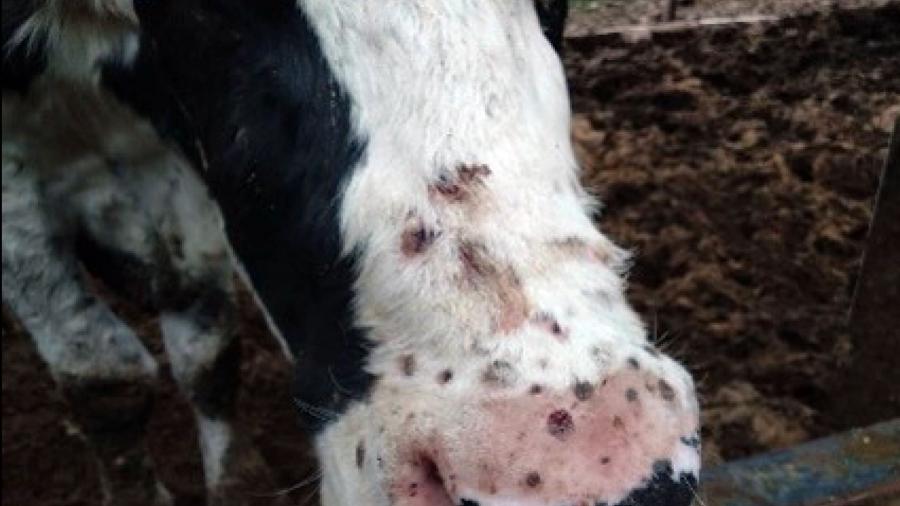 Ca bệnh viêm da nổi cục trên trâu bò đầu tiên tại đảo Đài ...